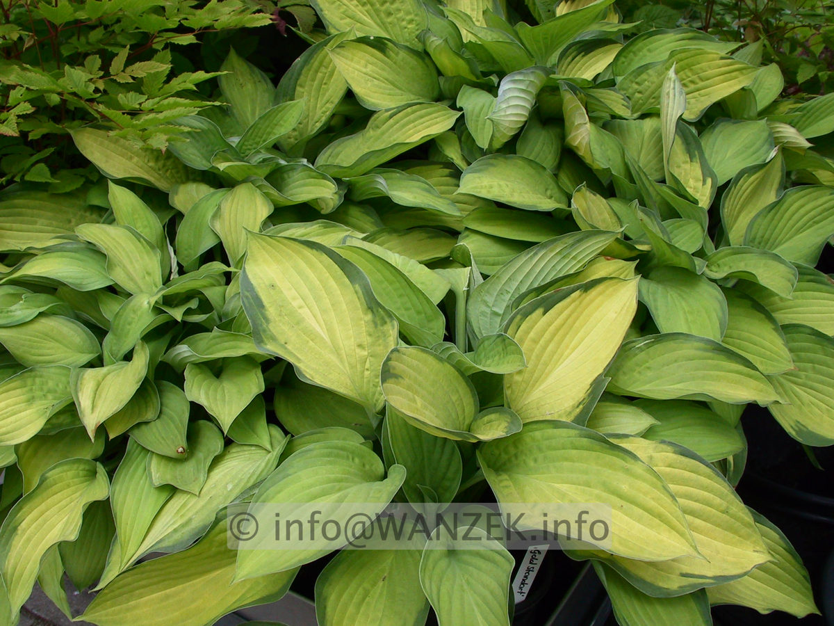 Hosta fortunei Gold Standard 02.jpg